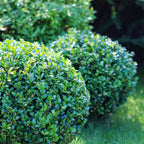 Buy 1 get 1 free sale on Wintergreen Boxwood Shrub online at TN Nursery 