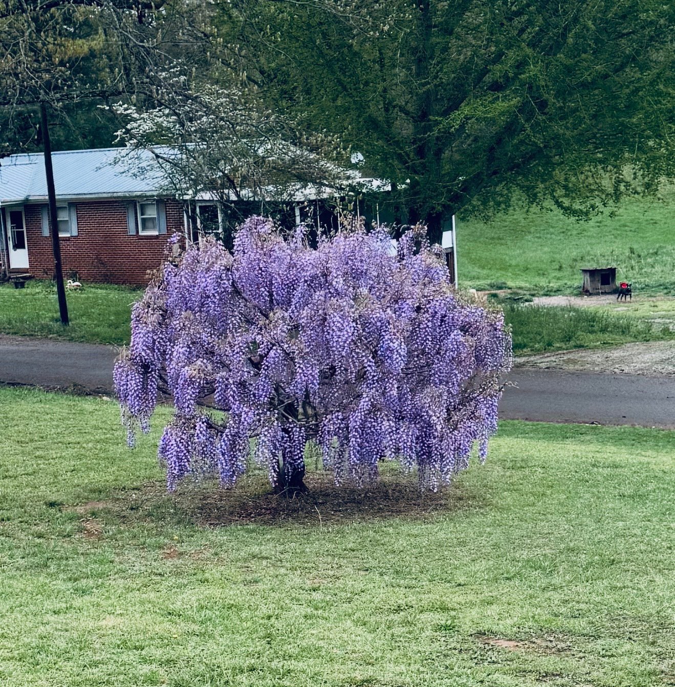 Wisteria Tree 3-4'