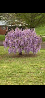 Buy 1 get 1 free sale on Wisteria Tree at TN Nursery 