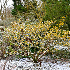 Big sale on Witch Hazel Seedlings online at TN Nursery