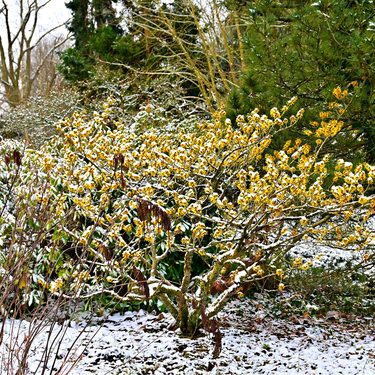 Big sale on Witch Hazel Seedlings online at TN Nursery