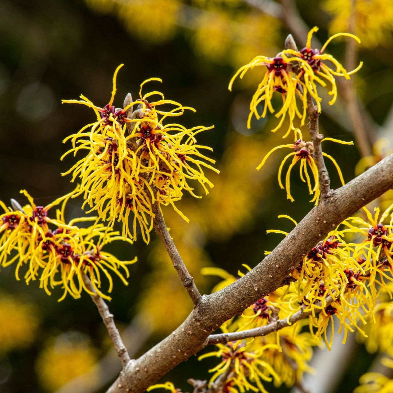 Shop Witch Hazel Shrub online at TN Nursery