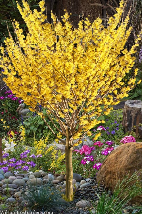 Buy 1 get 1 free sale on Witch Hazel Shrub online at TN Nursery