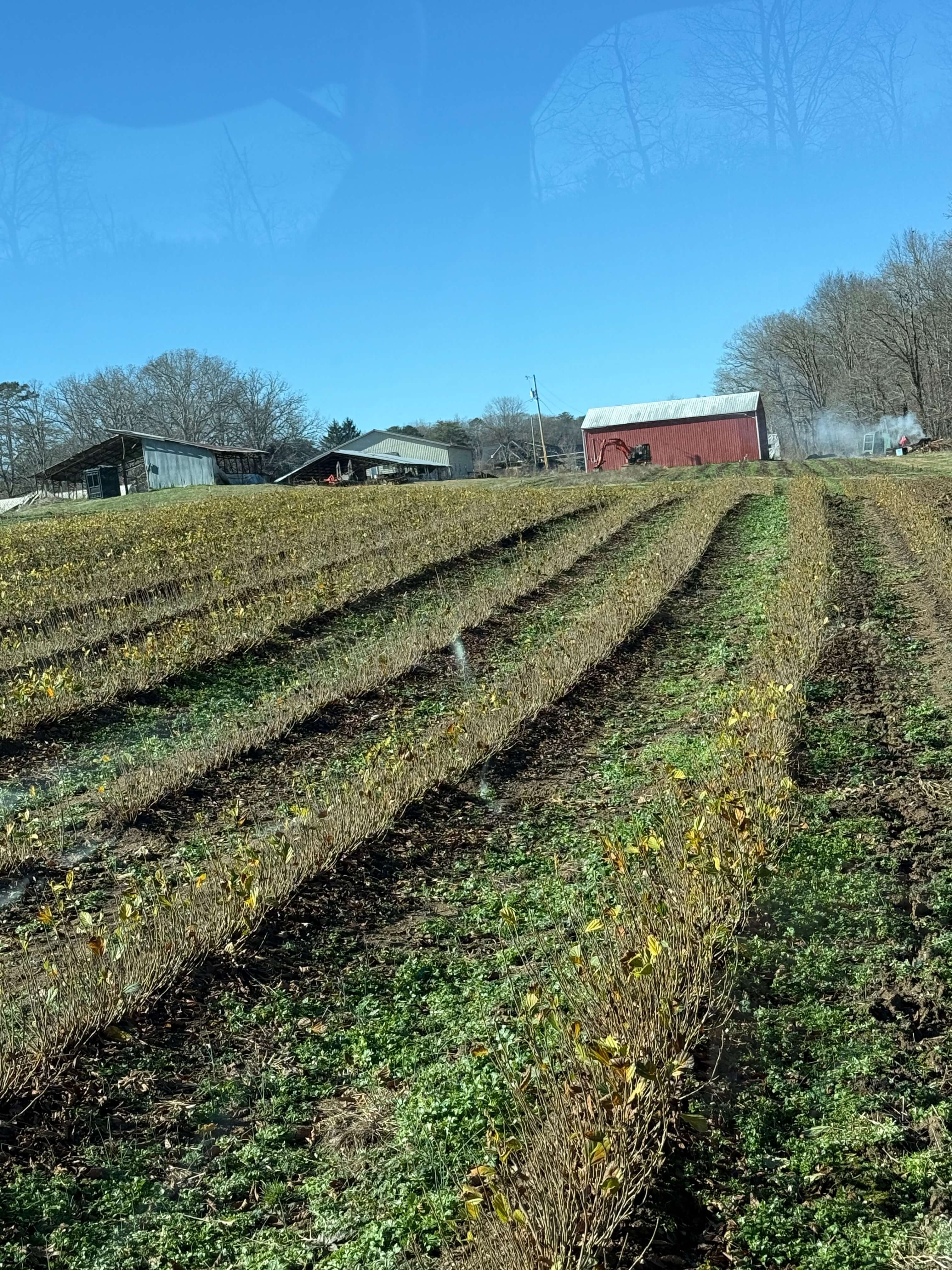 Buy Witch Hazel Seedlings Online