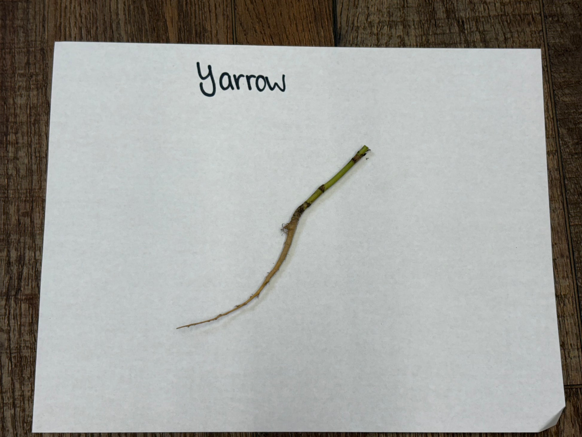 Yarrow plant stem on a white paper with 'Yarrow' text, placed on a wooden surface.
