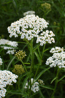 Yarrow Plant