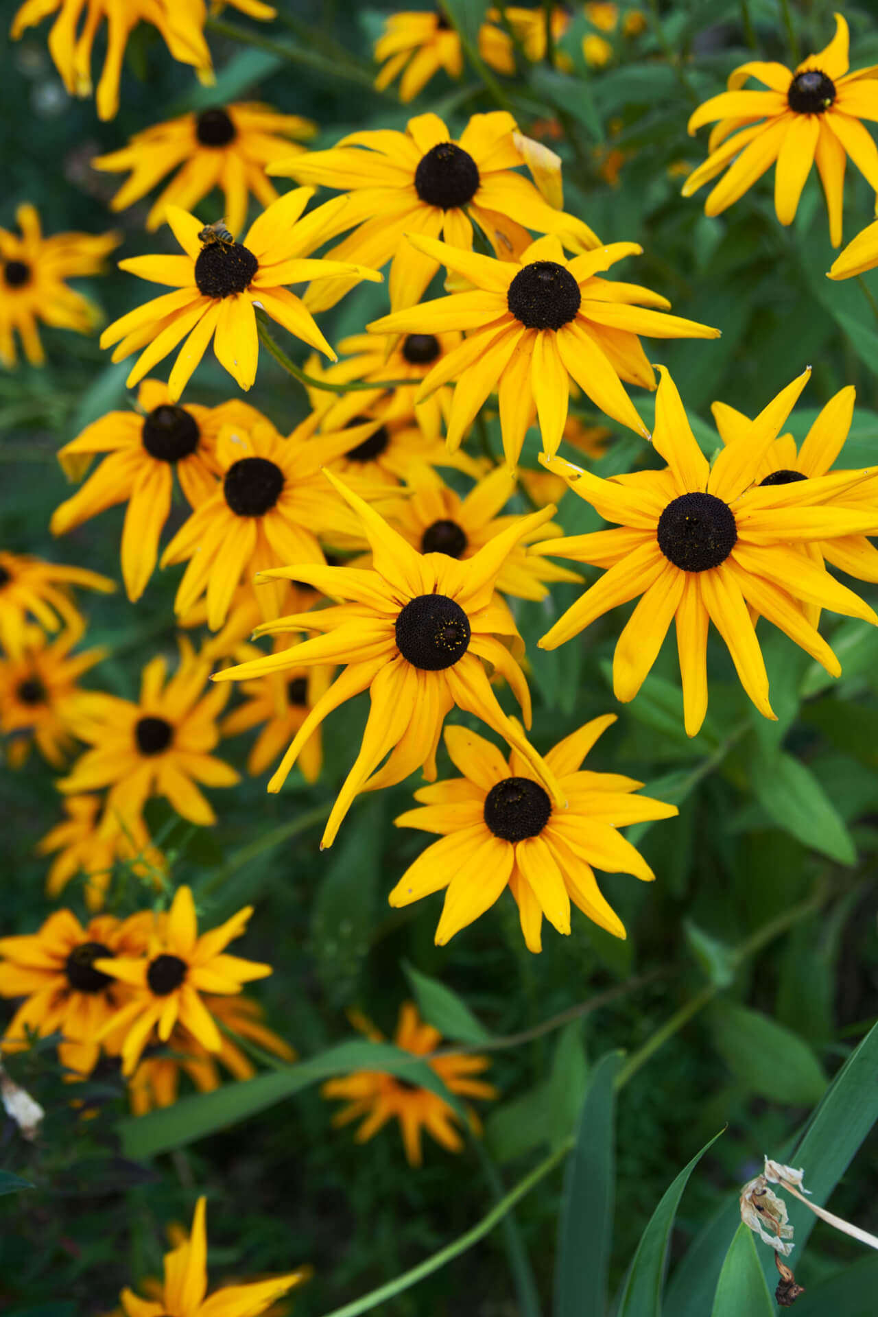 Shop Yellow Coneflower Plant online at TN Nursery 