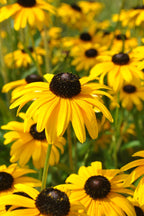 Buy 1 get 1 free sale on Yellow Coneflower Plant online at TN Nursery 
