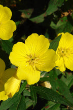 Buy 1 get 1 free sale on Yellow Primrose online at TN Nursery 