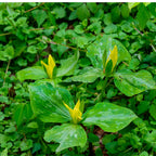 Shop Yellow Trillium Plant online at TN Nursery