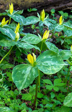 Shop sale on Yellow Trillium Plant online at TN Nursery
