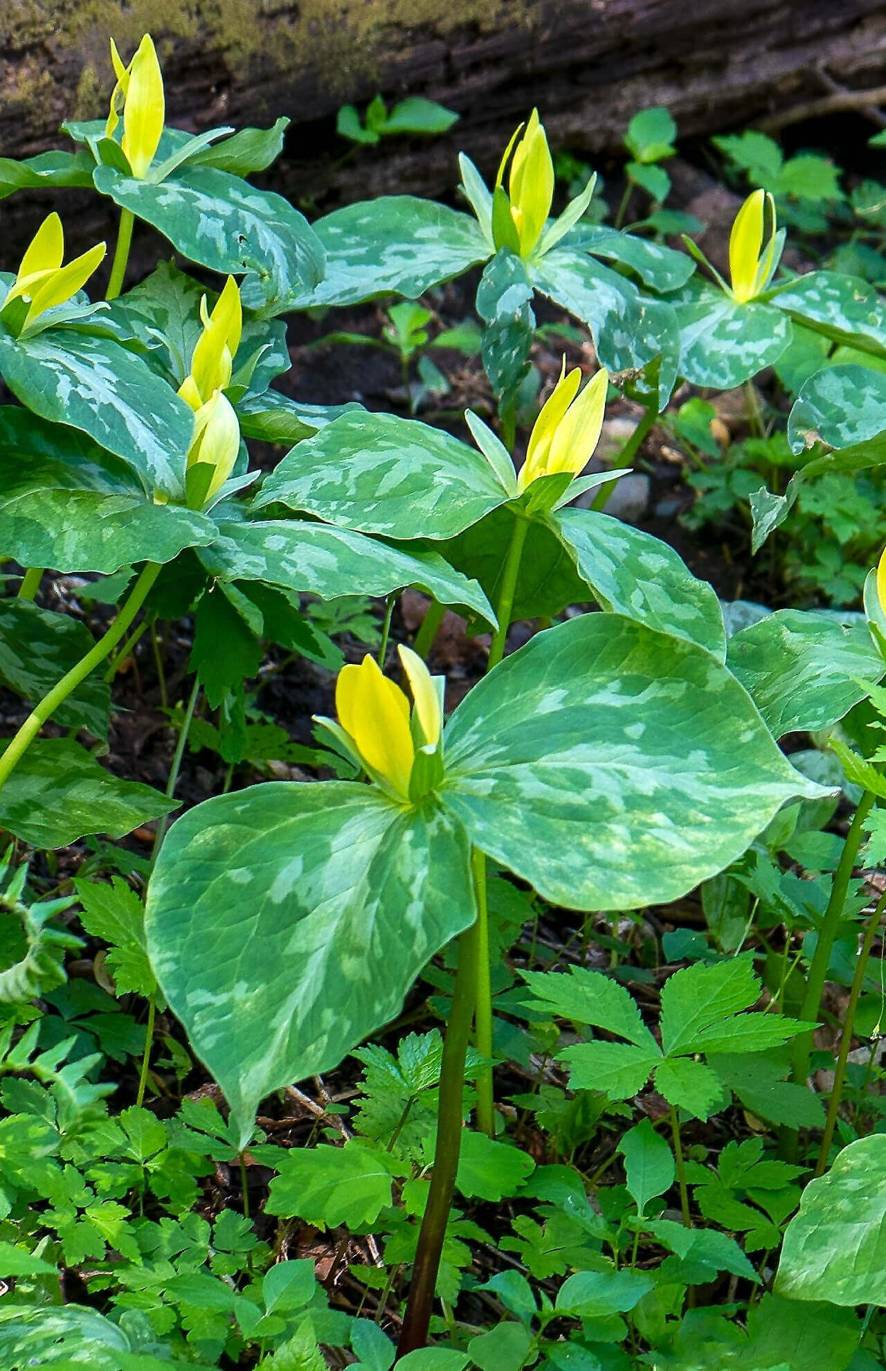 Shop sale on Yellow Trillium Plant online at TN Nursery