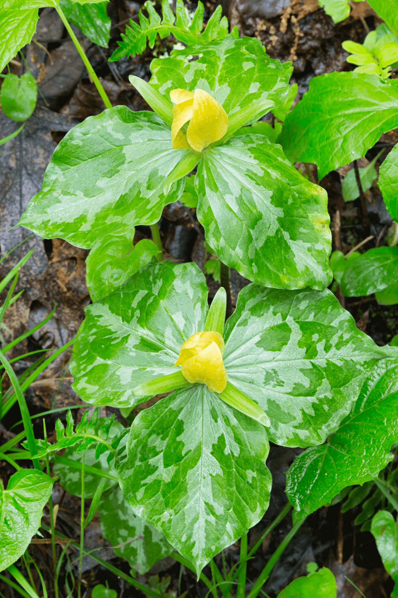 Buy 1 get 1 free sale on Yellow Trillium Plant online at TN Nursery