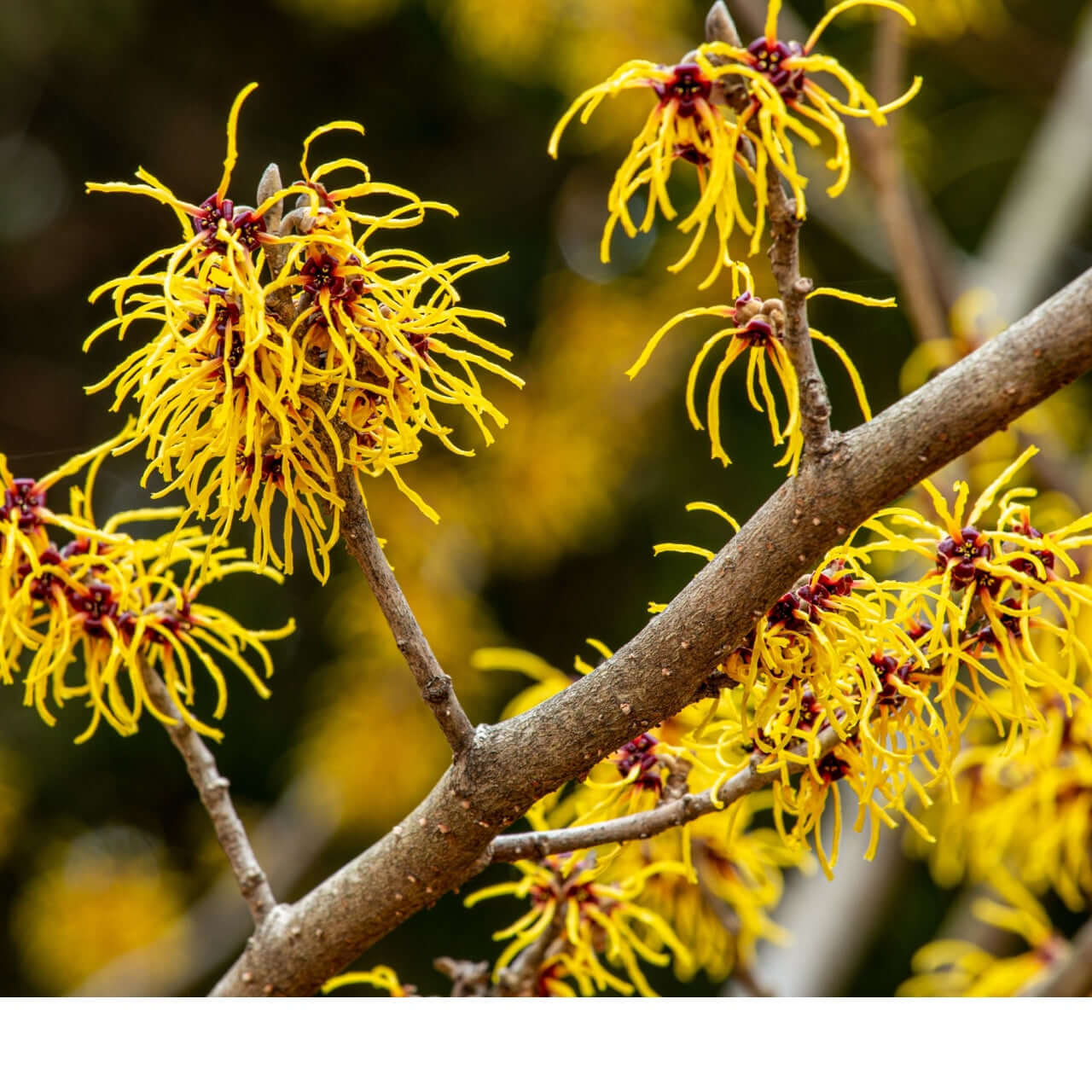 Witch hazel plant with yellow and red blooms