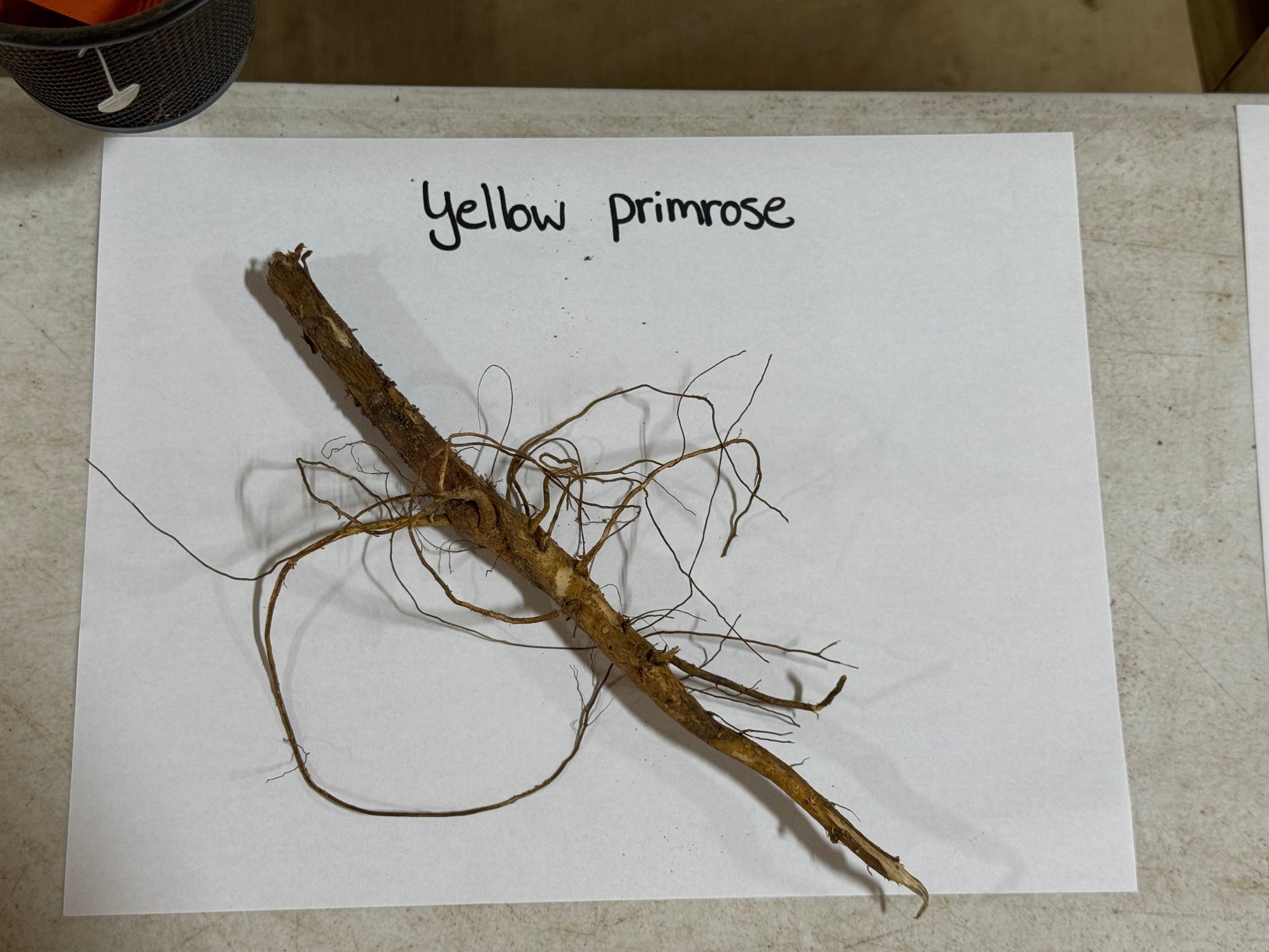 Yellow primrose plant root on a white sheet of paper with 'yellow primrose' text.