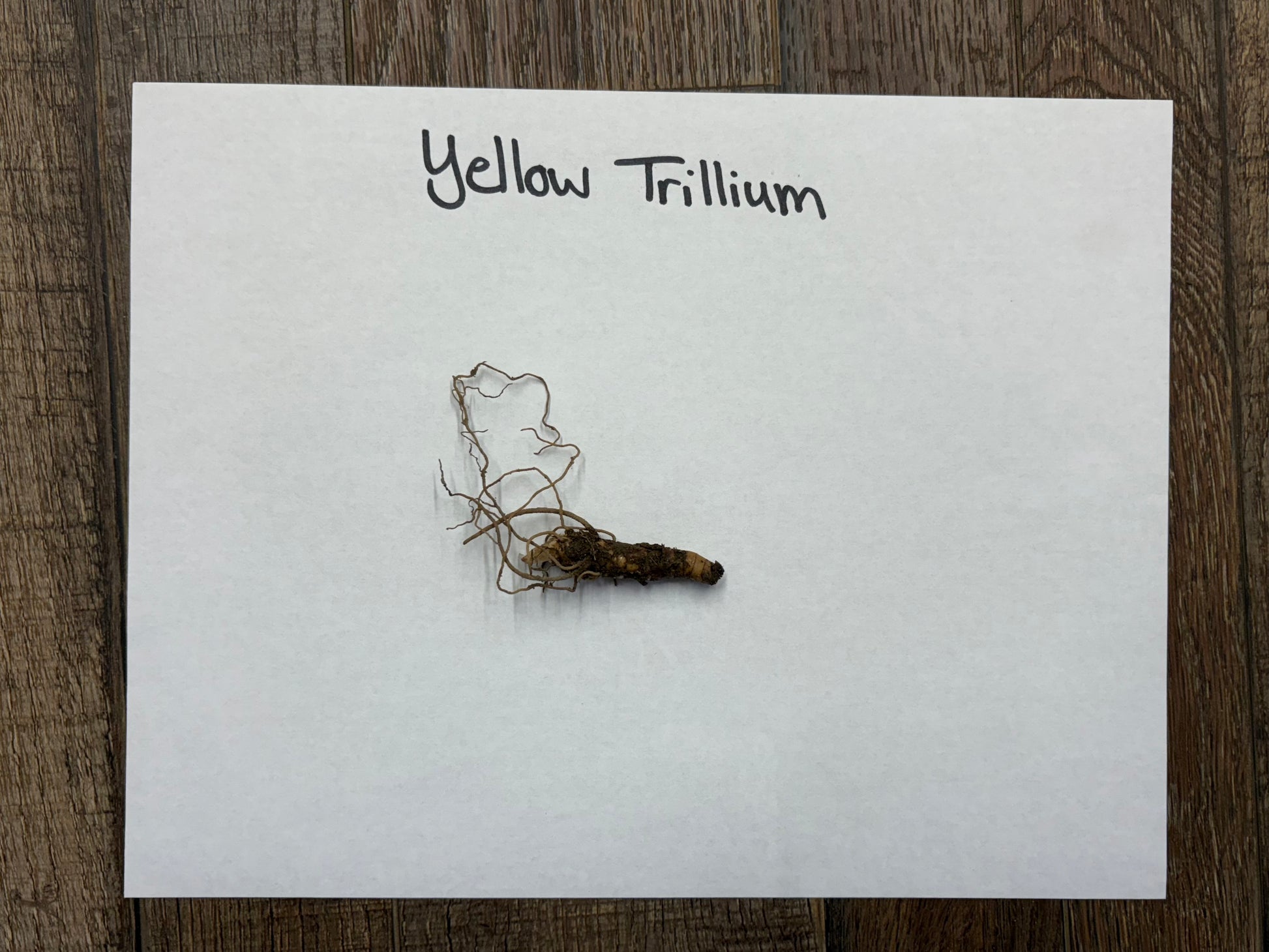 Yellow trillium plant on a white card with 'Yellow Trillium' text, placed on a wooden surface.