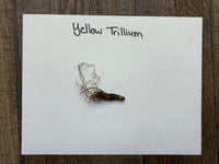 Yellow trillium plant on a white card with 'Yellow Trillium' text, placed on a wooden surface.