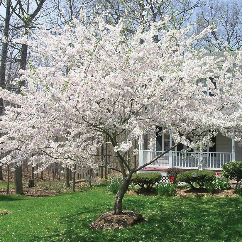  Yoshino Cherry Tree In a yard with shrubs in the background