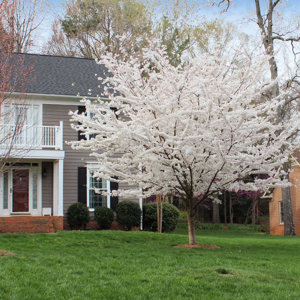 Shop Yoshino Cherry Trees online at TN Nursery