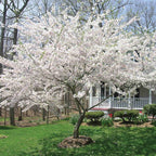 Yoshino cherry tree with abundant white blossoms in garden