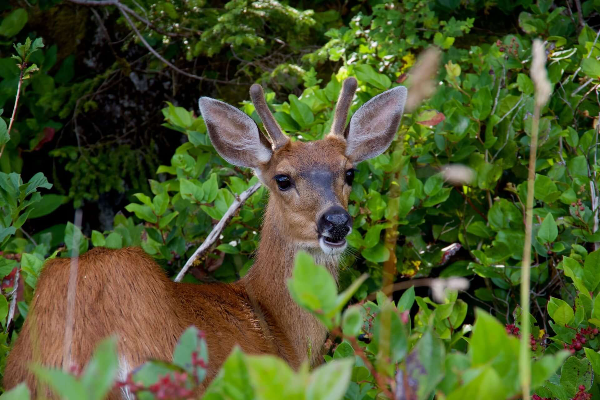Wildlife deer in natural green landscape