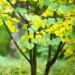 TN Nursery