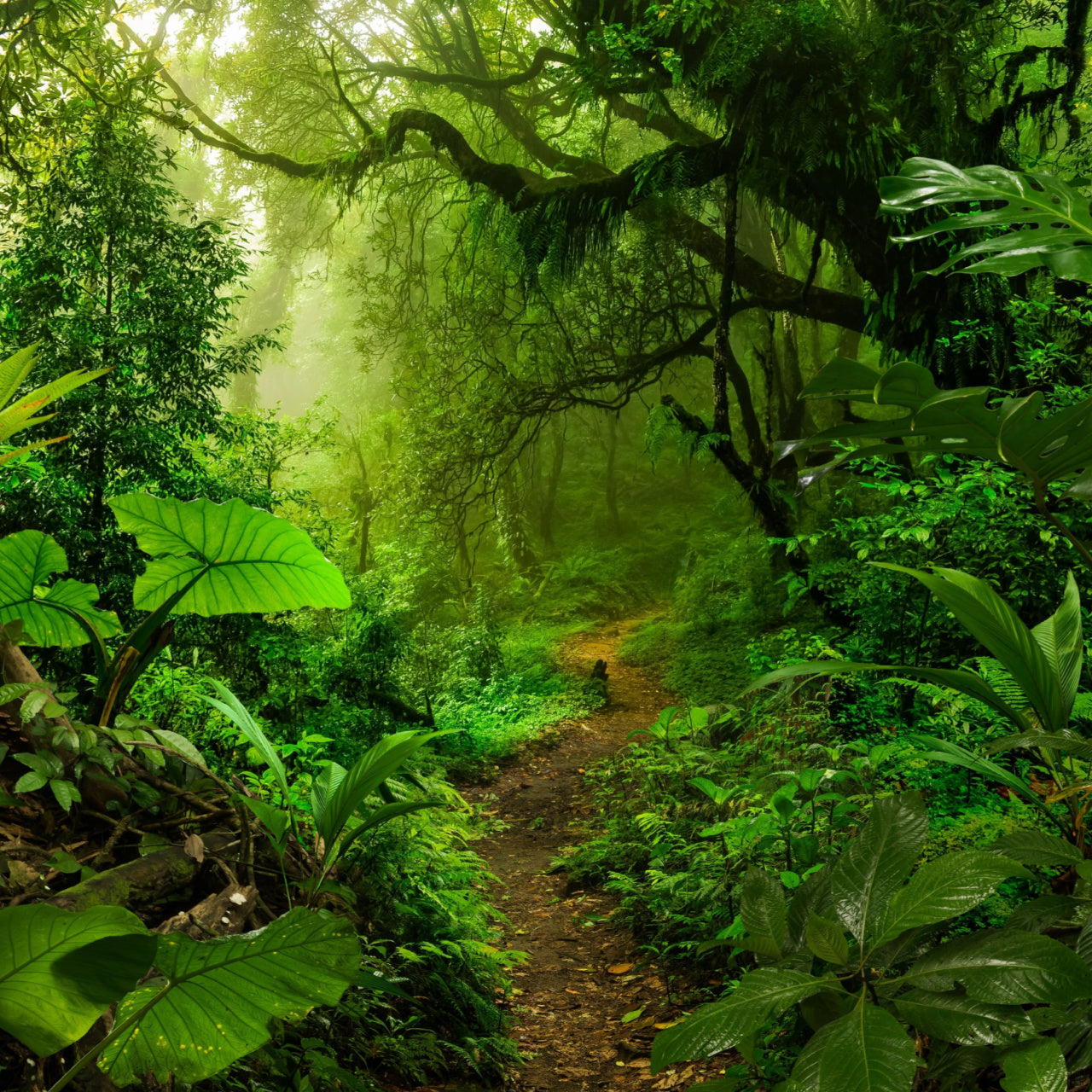 Air Purifying Plants In a Forrest