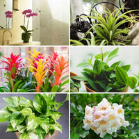 Air purifying plants with lush green foliage