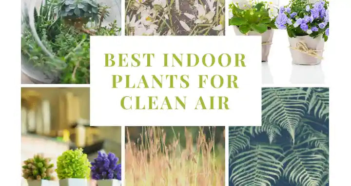 Air Purifying Plants - 5 Sq Ft Moss, 5 Black Eyed Susan and 5 Giant Ostrich Ferns - TN Nursery