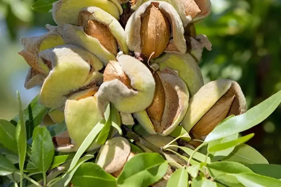 Almond Tree (Hall's Hardy) - TN Nursery