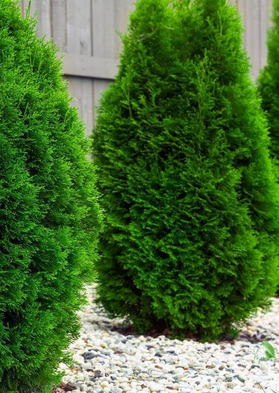 American Arborvitae - TN Nursery