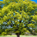 American Beech Tree - TN Nursery