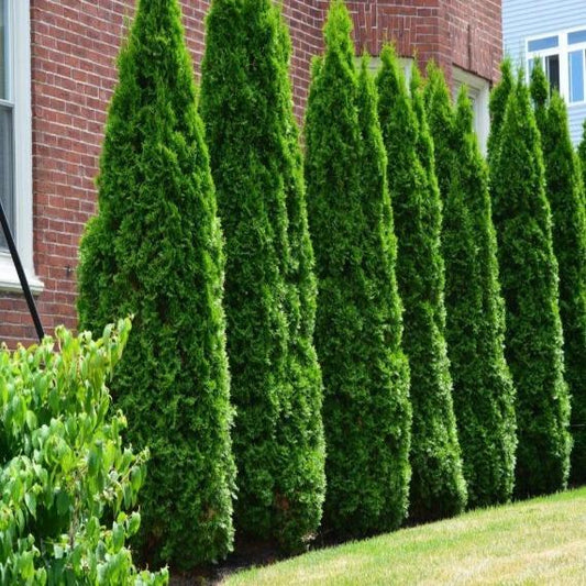Row of green shrubs in front of a brick building