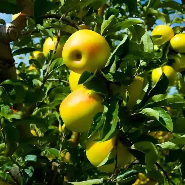Apple Fruit Trees - TN Nursery