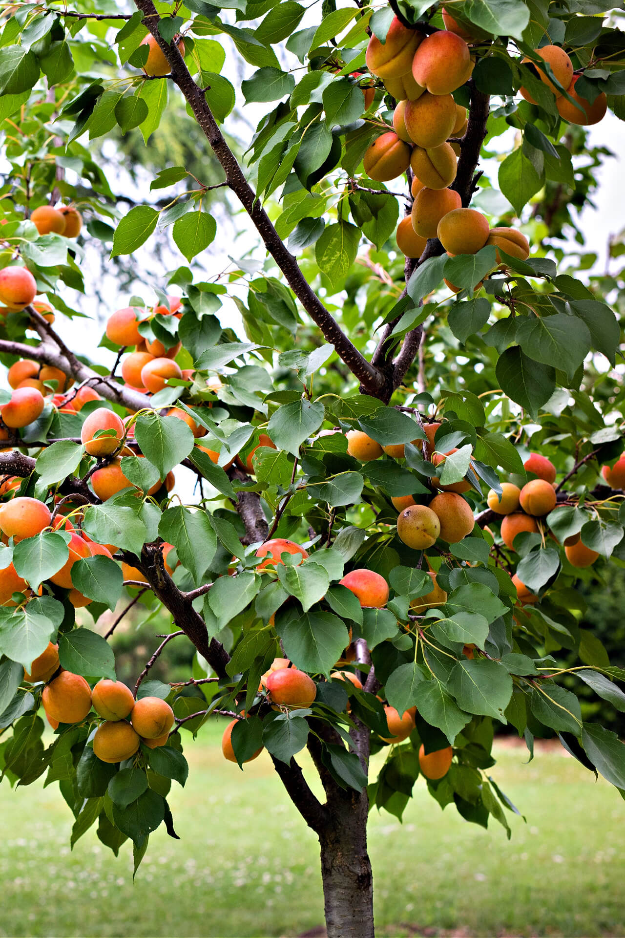 Apricot Fruit Tree - TN Nursery