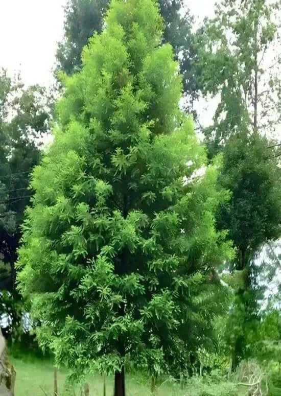 Add shade with Bald Cypress TN Nursery