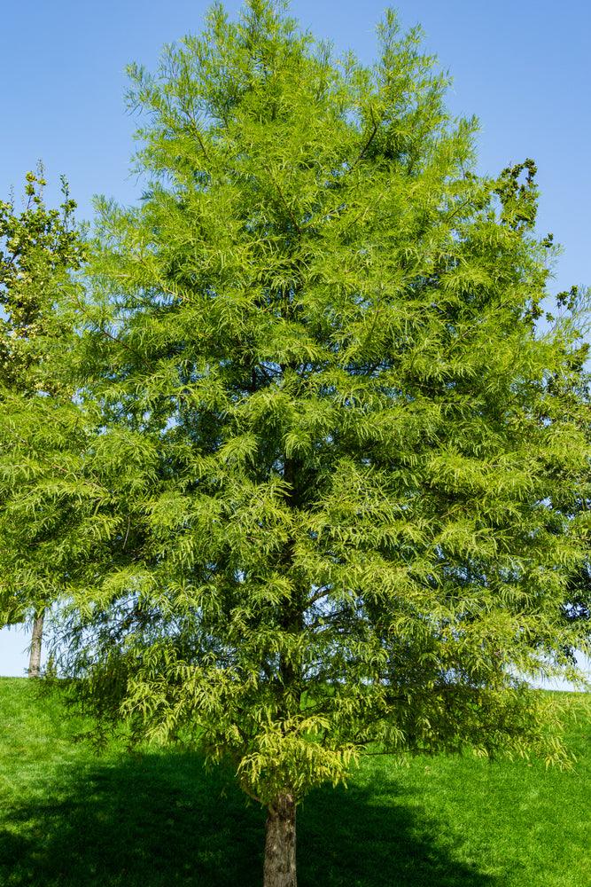 Bald Cypress Tree - TN Nursery