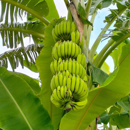 Banana Tree - TN Nursery