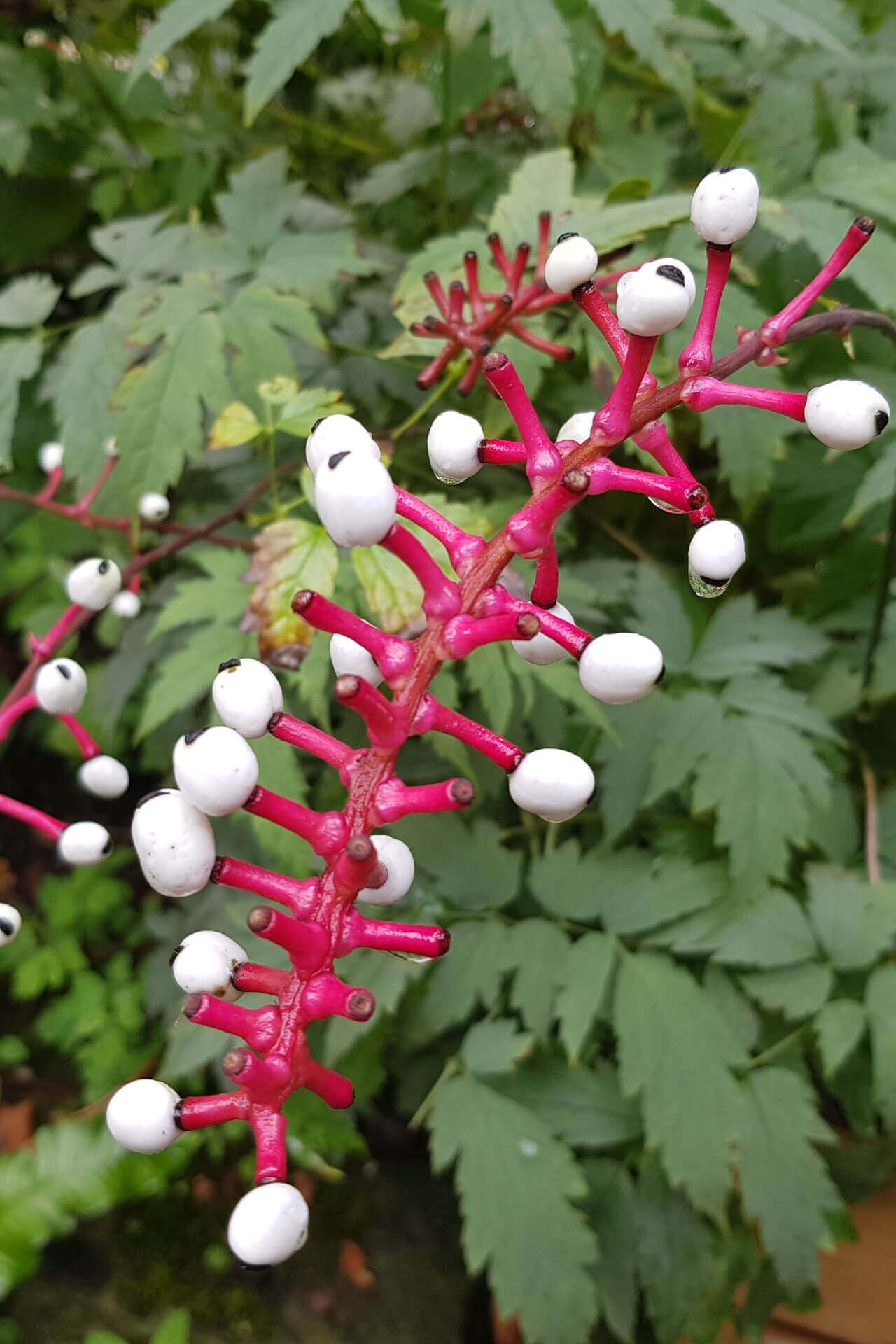 Baneberry Doll Eye Perennial Plant