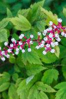 Baneberry Doll Eye Perennial Plant
