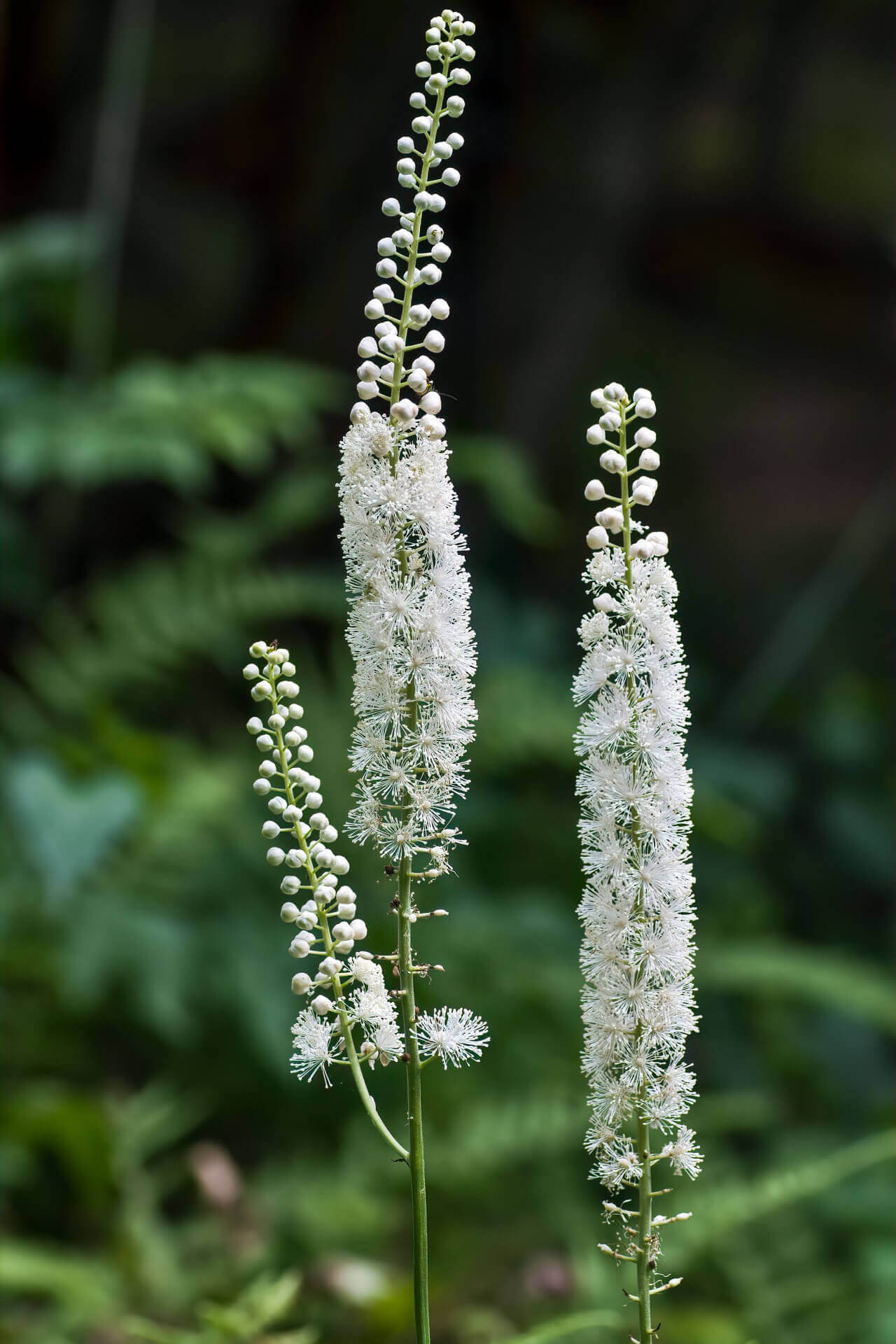 Black Cohosh Flowering Perennial
