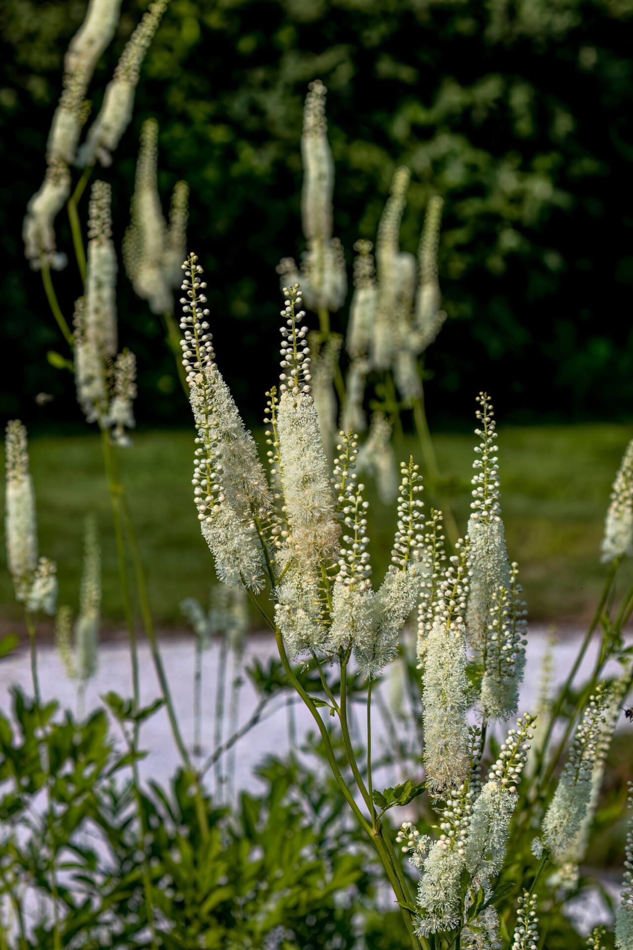 Black Cohosh - TN Nursery