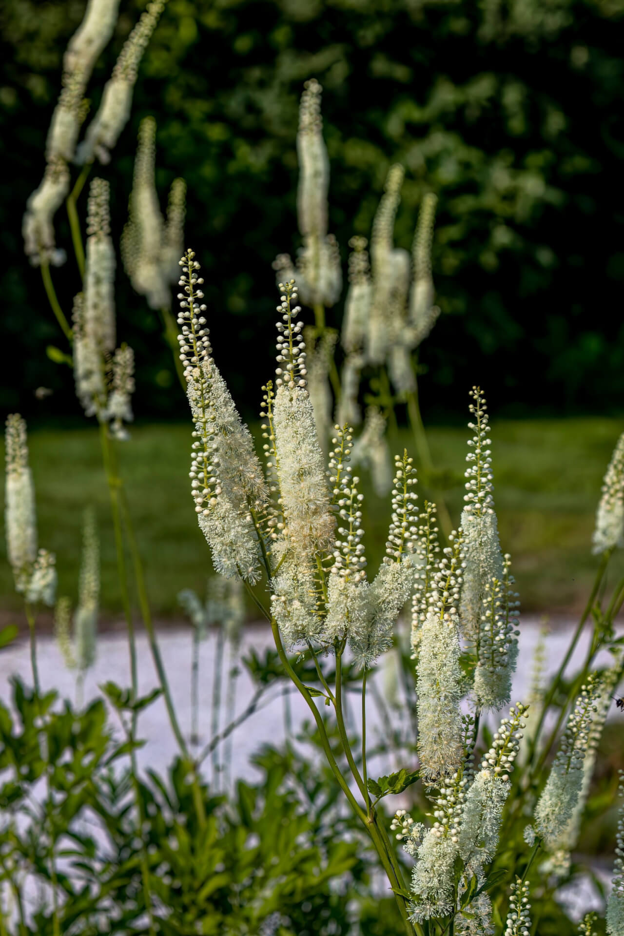 Black Cohosh Stunning Flowering Perennial