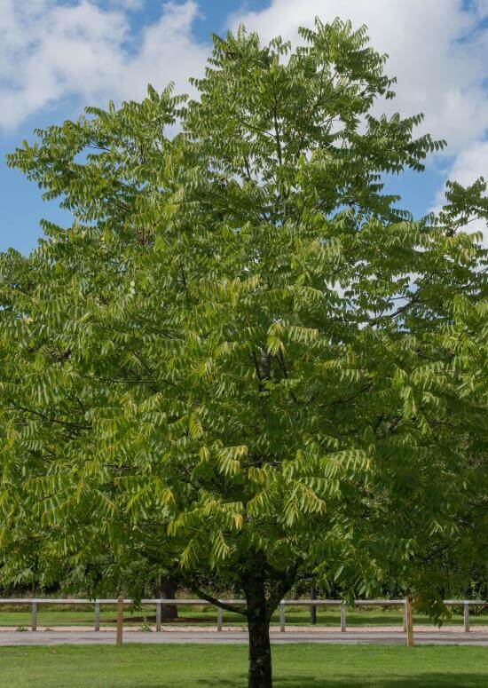 Walnut Trees For Sale Vancouver at Alan Darlington blog
