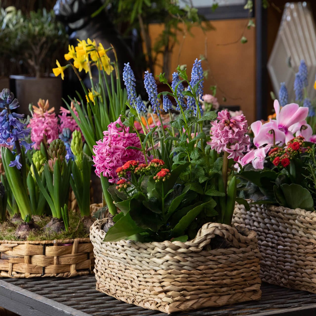 Blooming Plant Box - 25 Mixed - Perennials & Climber Groundcover Vines - Chosen Perfect For Your Zone - TN Nursery