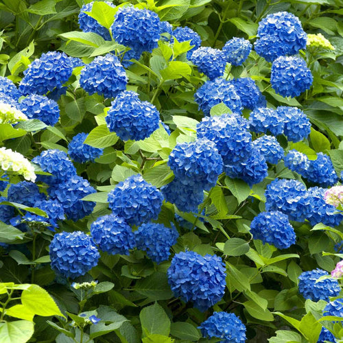 Blue Hydrangea 10 Plants 1-2' (wholesale)