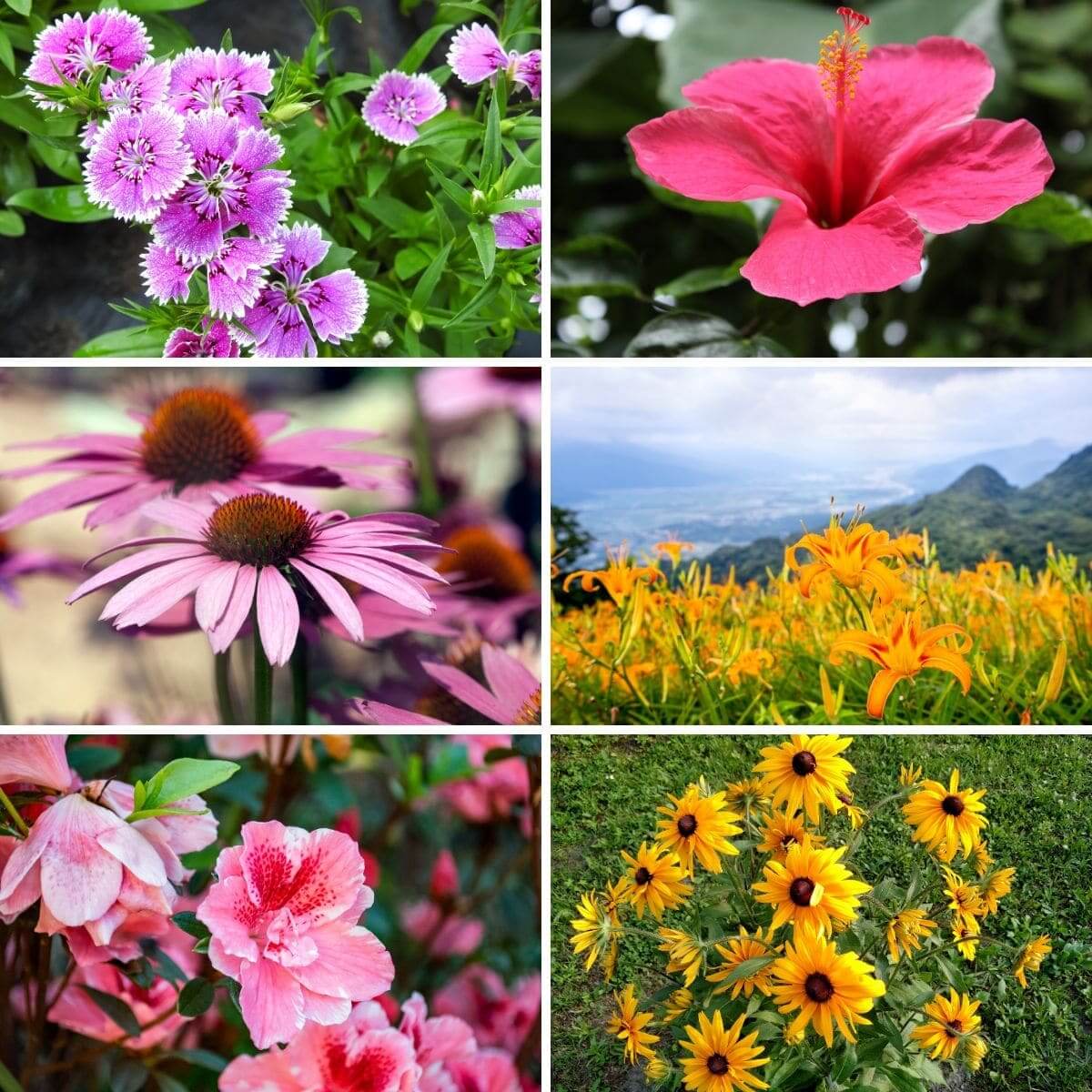 Bold Color Perennial Package - 5 Each - Bee Balm, Bugleweed & Daffodils - TN Nursery