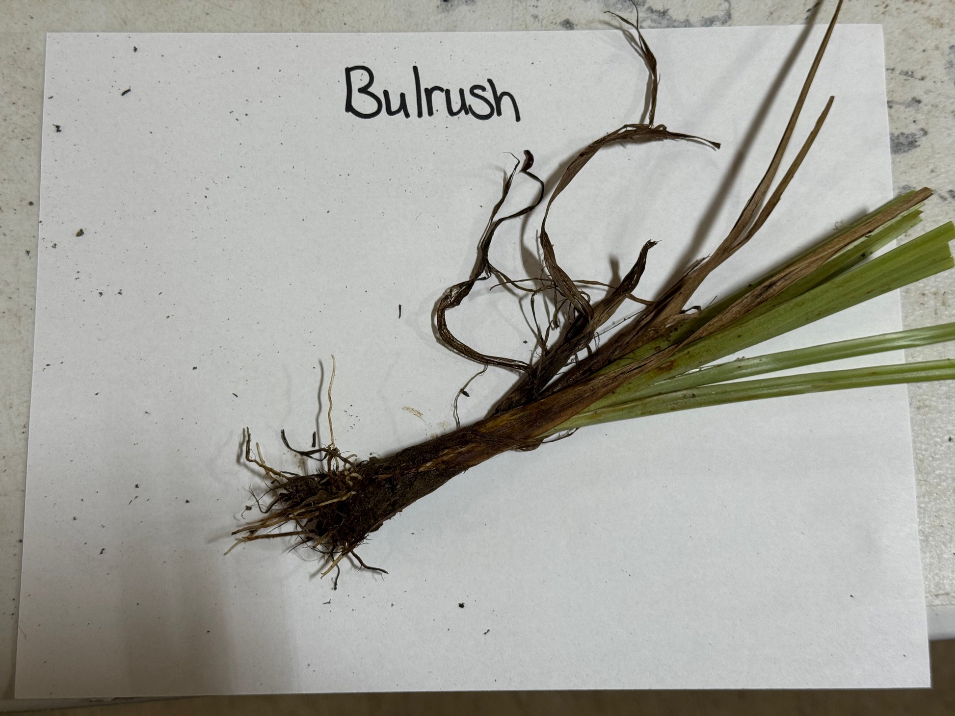 bulrush plant