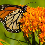 Butterfly Milkweed - TN Nursery