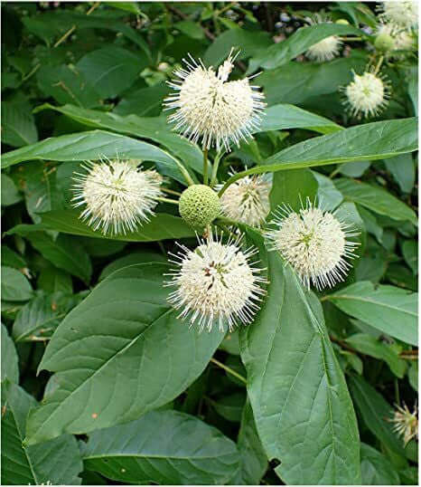 A Button Bush Live Stake plant with round, spiky white flower clusters and green leaves.